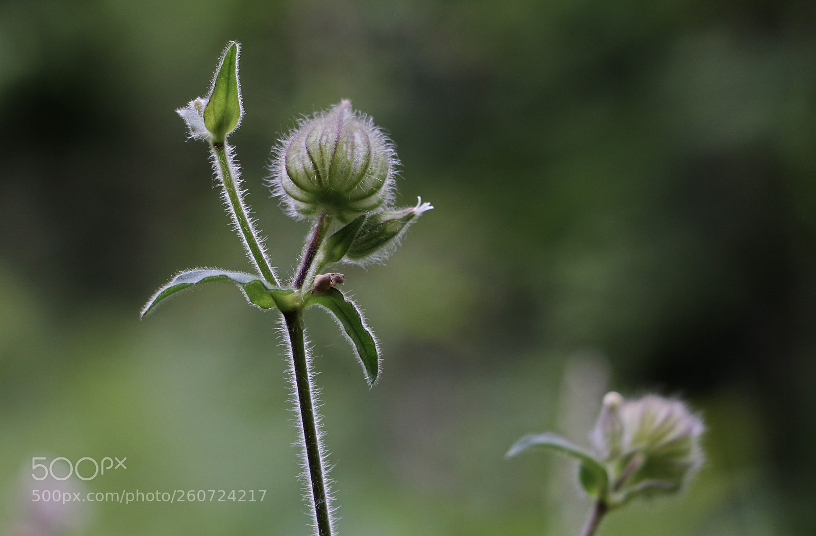 Canon EOS 700D (EOS Rebel T5i / EOS Kiss X7i) sample photo. Img photography