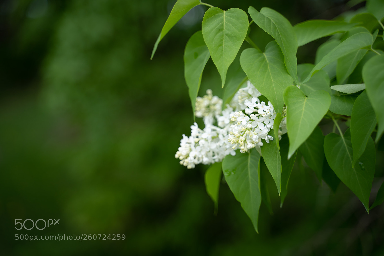 Sony a7 III sample photo. Spring's technicolor tamron 28-75 photography