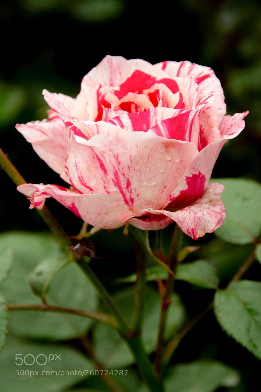 Nikon D7100 sample photo. Sentimental rose photography