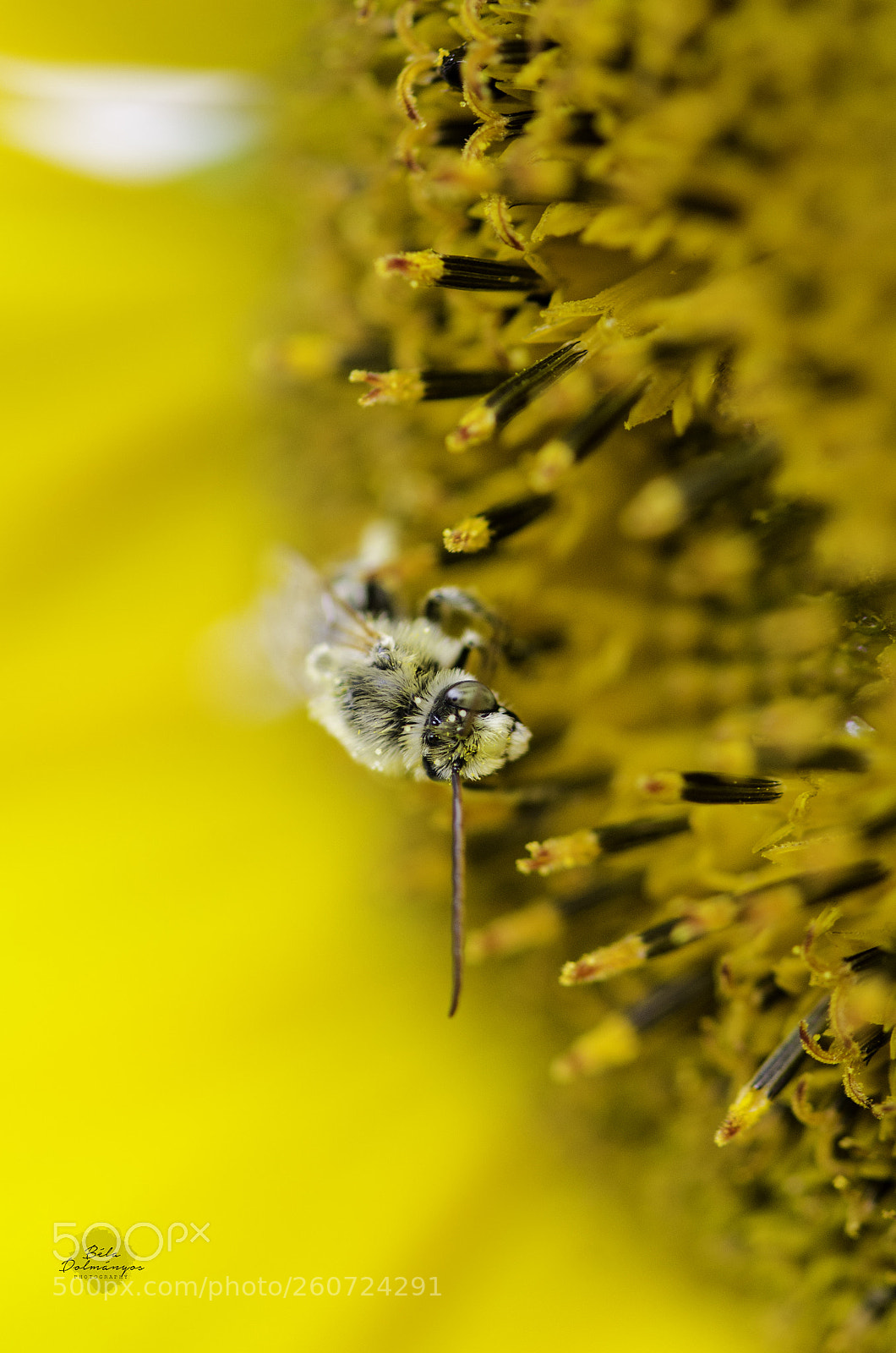 Nikon D7000 sample photo. Up close and personal photography