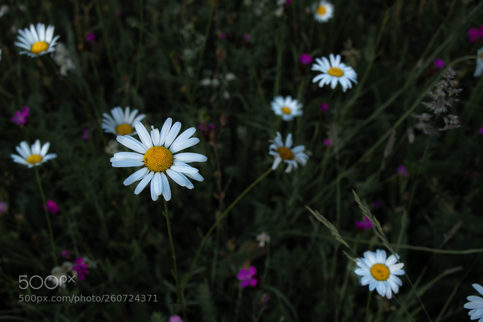 Canon EOS 80D sample photo. Flower photography
