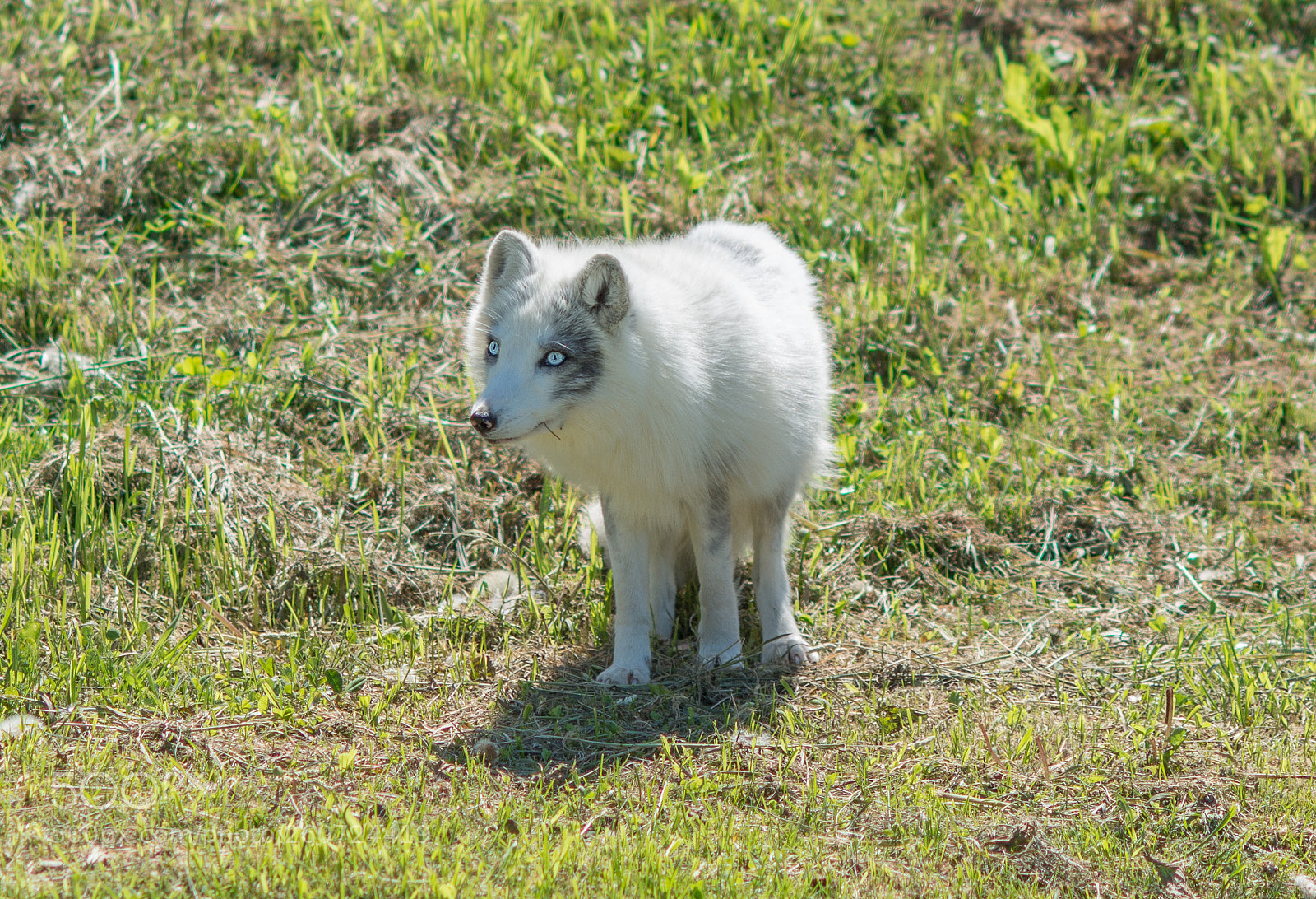 Nikon D800 sample photo. Look into my eyes! photography