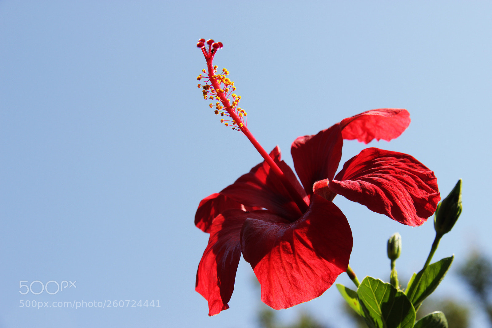 Canon EOS 600D (Rebel EOS T3i / EOS Kiss X5) sample photo. Hibiscus https flic.kr p photography