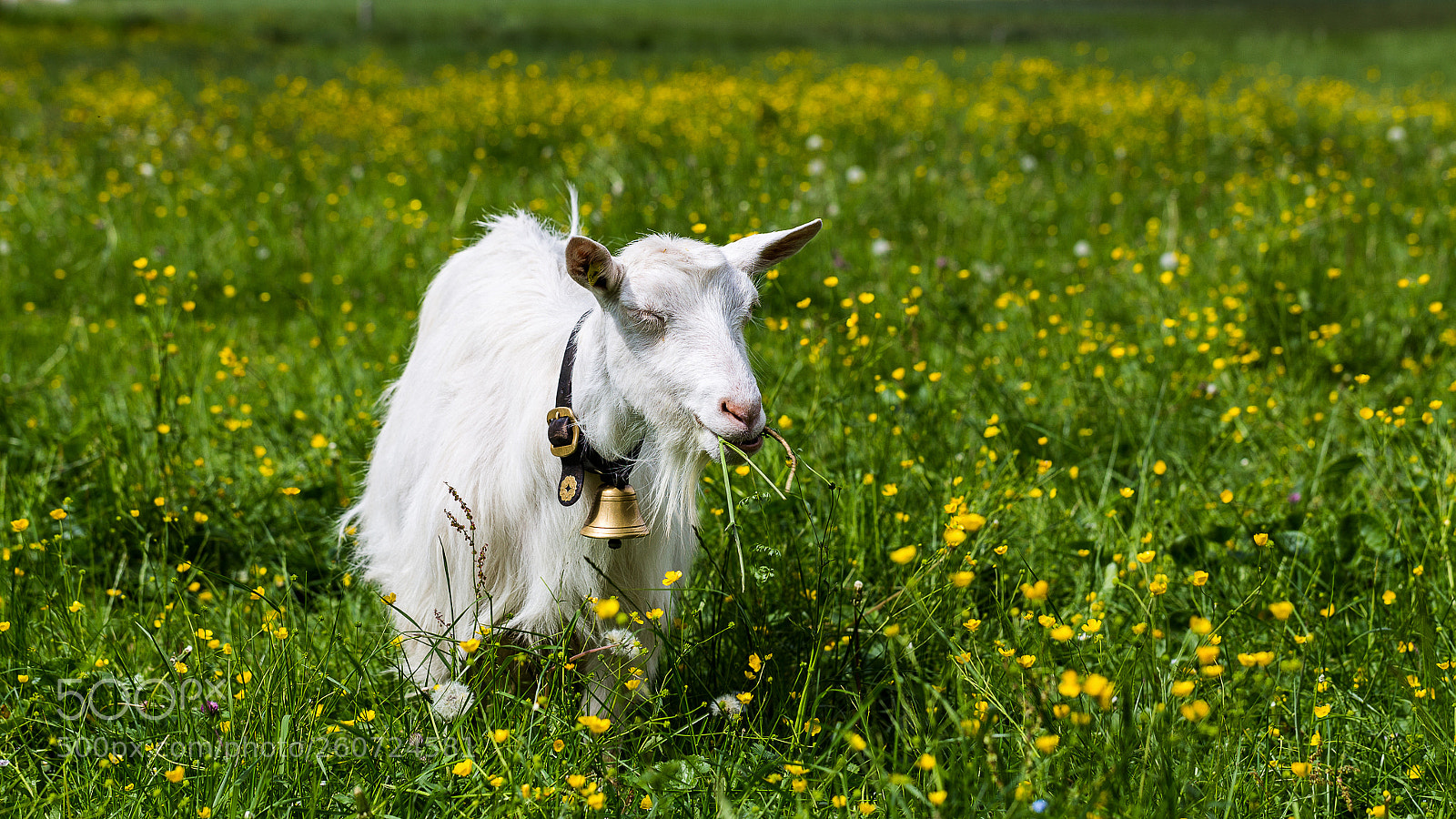 Canon EOS 6D sample photo. Mmmmh gras. geniessende ziege photography