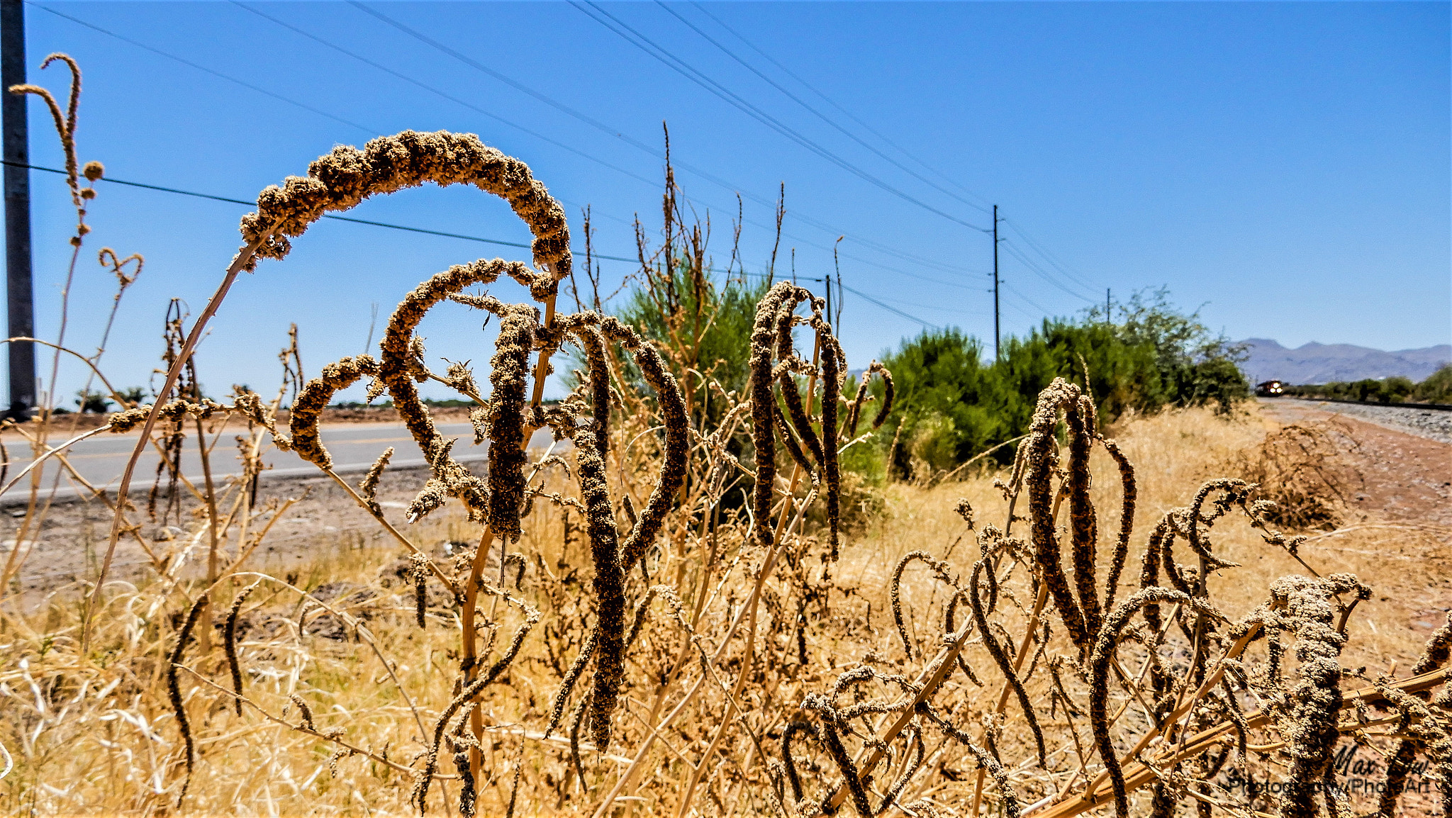 Nikon Coolpix A900 sample photo. Seeds by the road photography