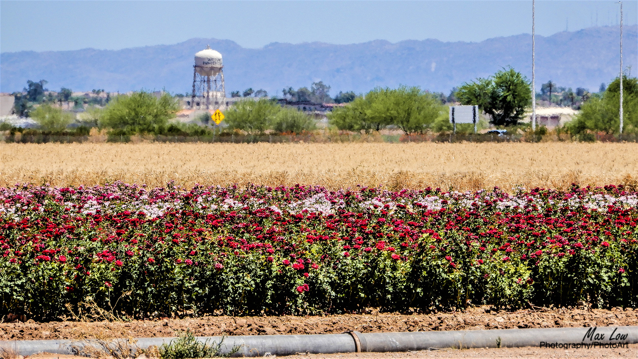 Nikon Coolpix A900 sample photo. Water tower photography