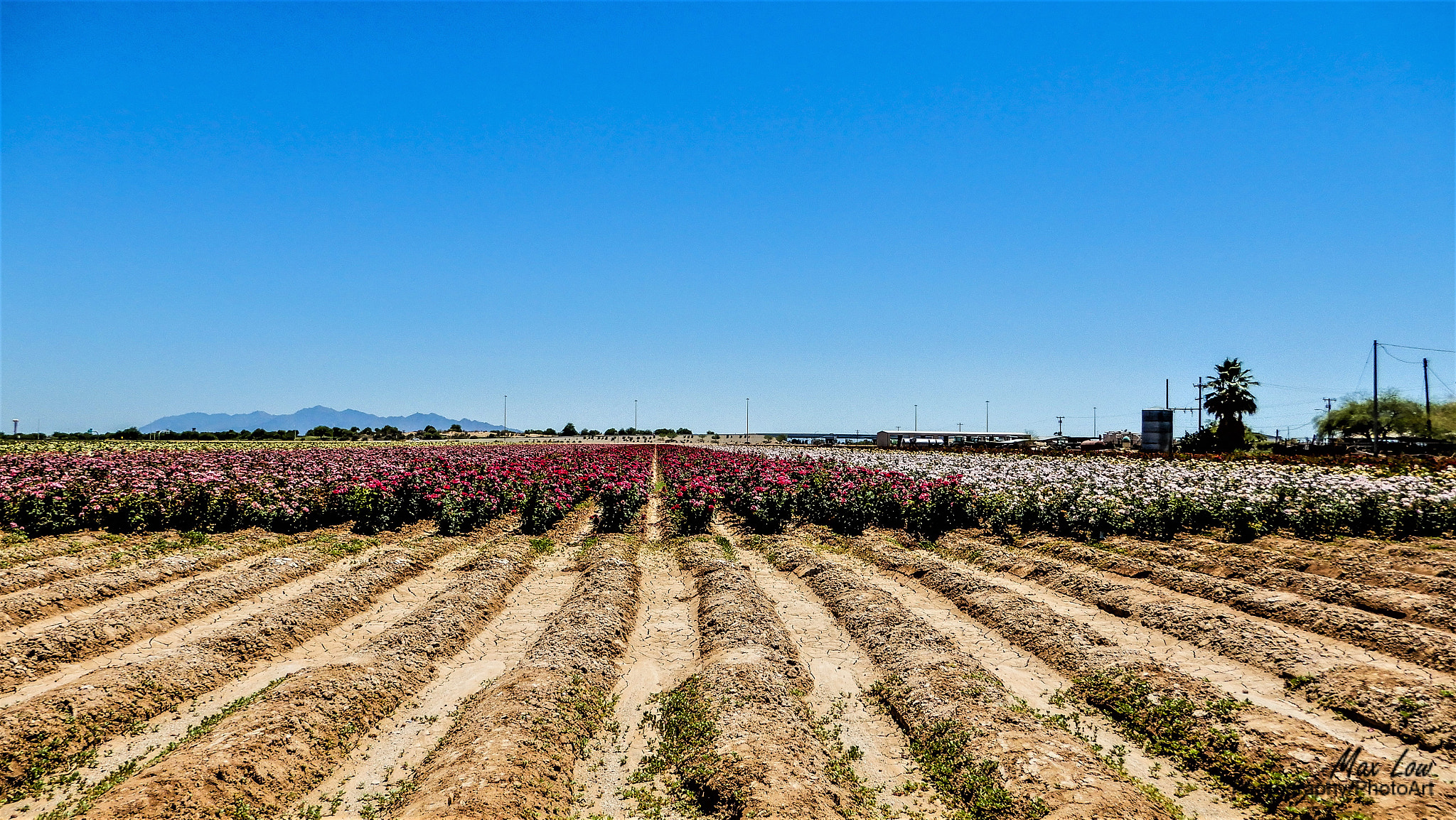 Nikon Coolpix A900 sample photo. Field of roses photography