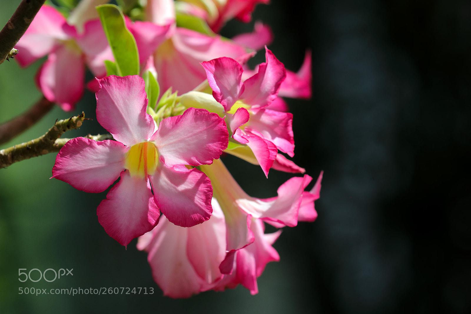 Canon EOS 5D Mark IV sample photo. Adenium obesum (wüstenrose) photography