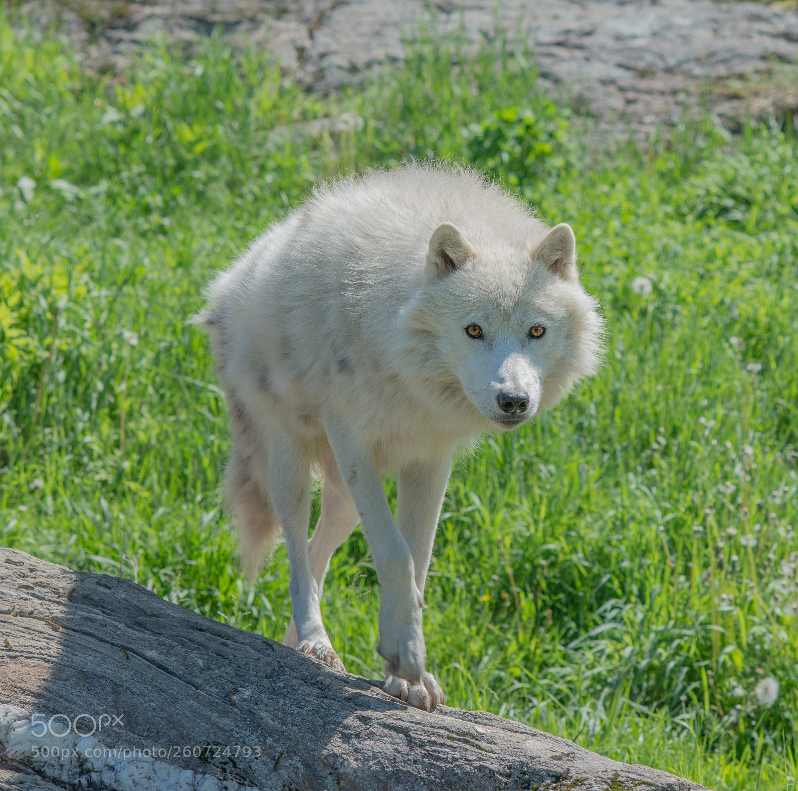 Nikon D800 sample photo. The lone wolf! photography