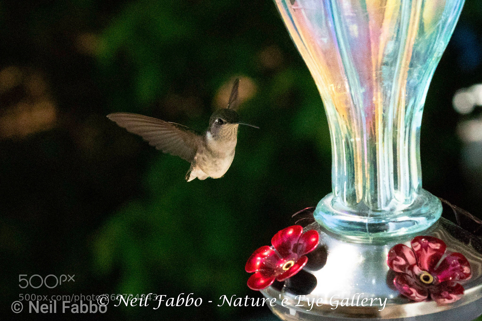 Canon EOS 5D Mark IV sample photo. Hummingbird fly photography