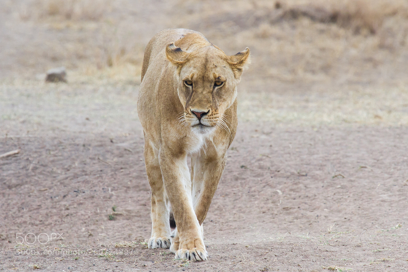 Canon EOS 7D sample photo. On the prowl photography