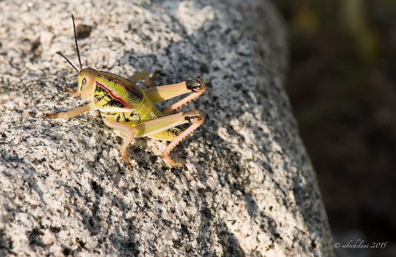 Nikon D800 sample photo. Dfced o photography