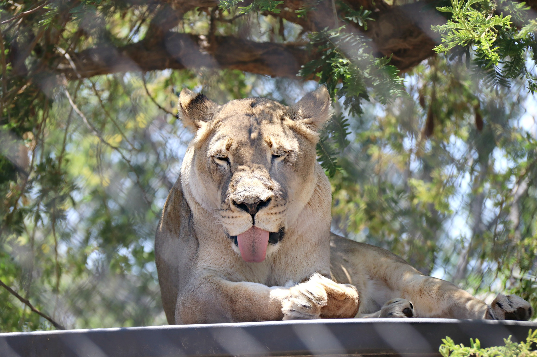 Canon EF-S 18-200mm F3.5-5.6 IS sample photo. Lion photography
