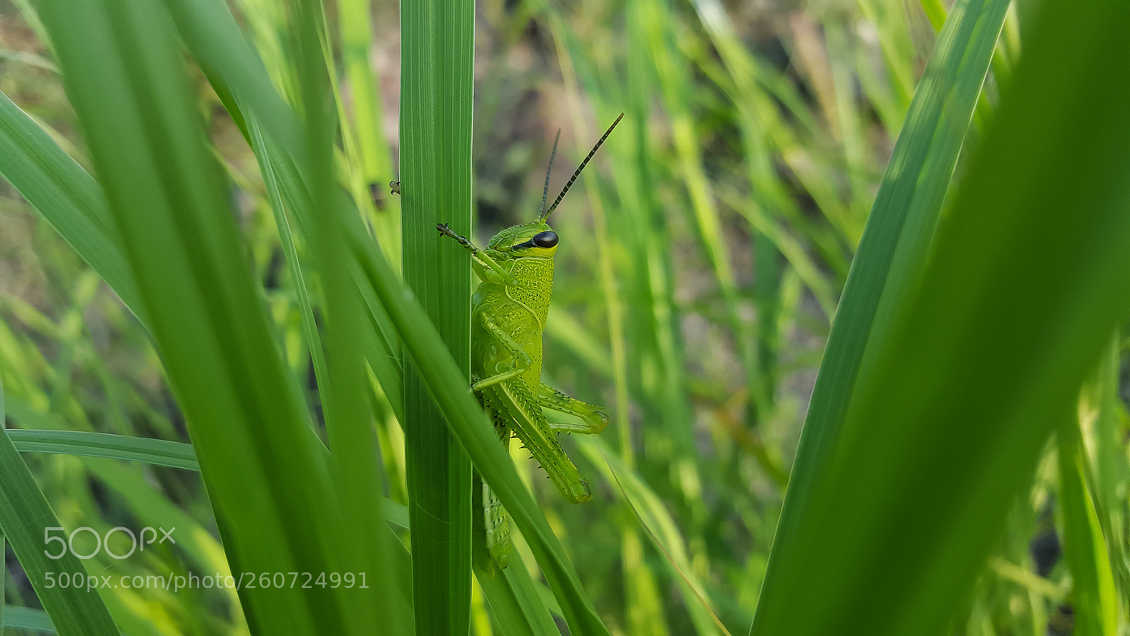 Samsung Galaxy S6 sample photo. Bbfceo () photography