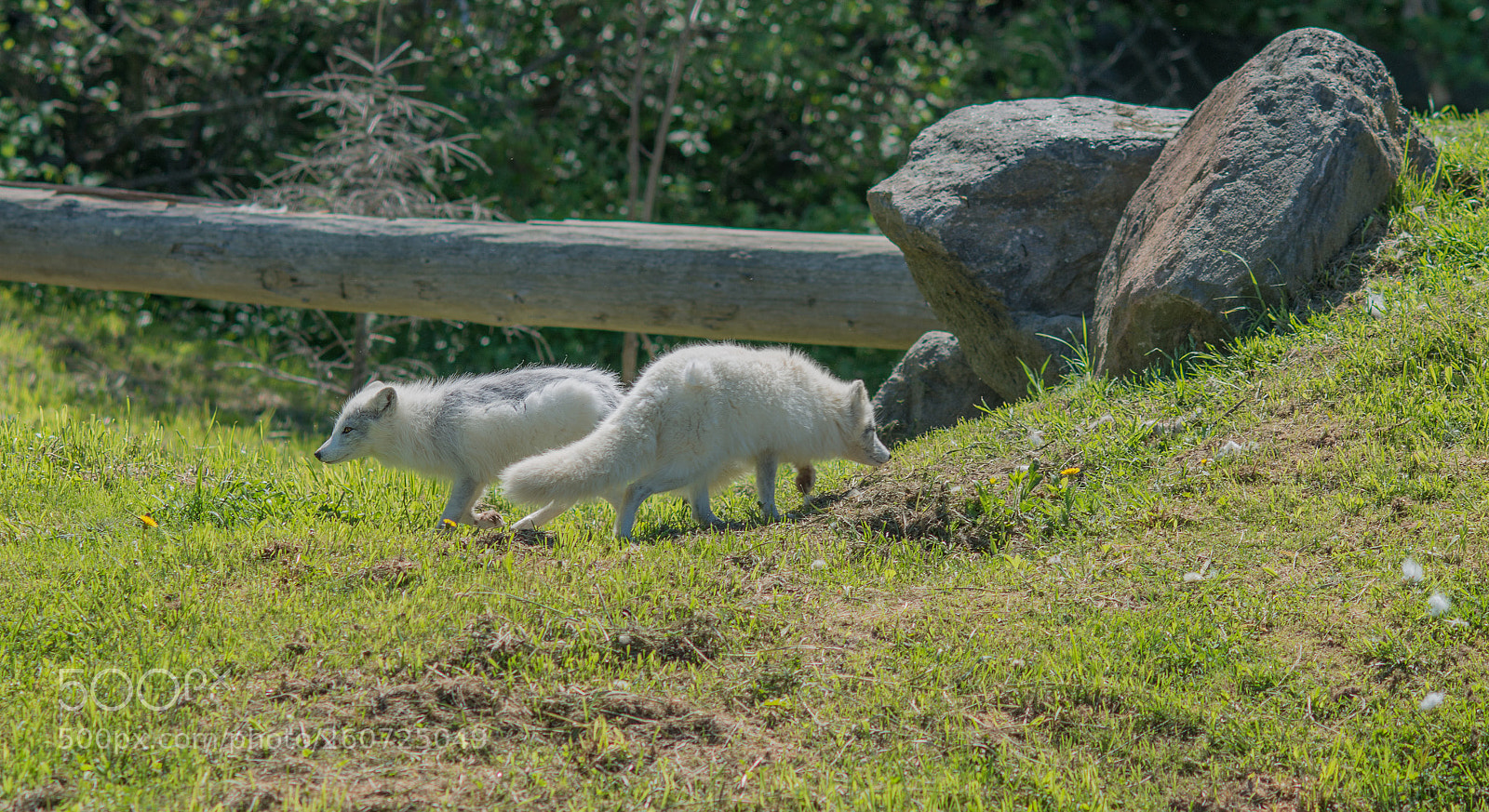 Nikon D800 sample photo. Foxy photography
