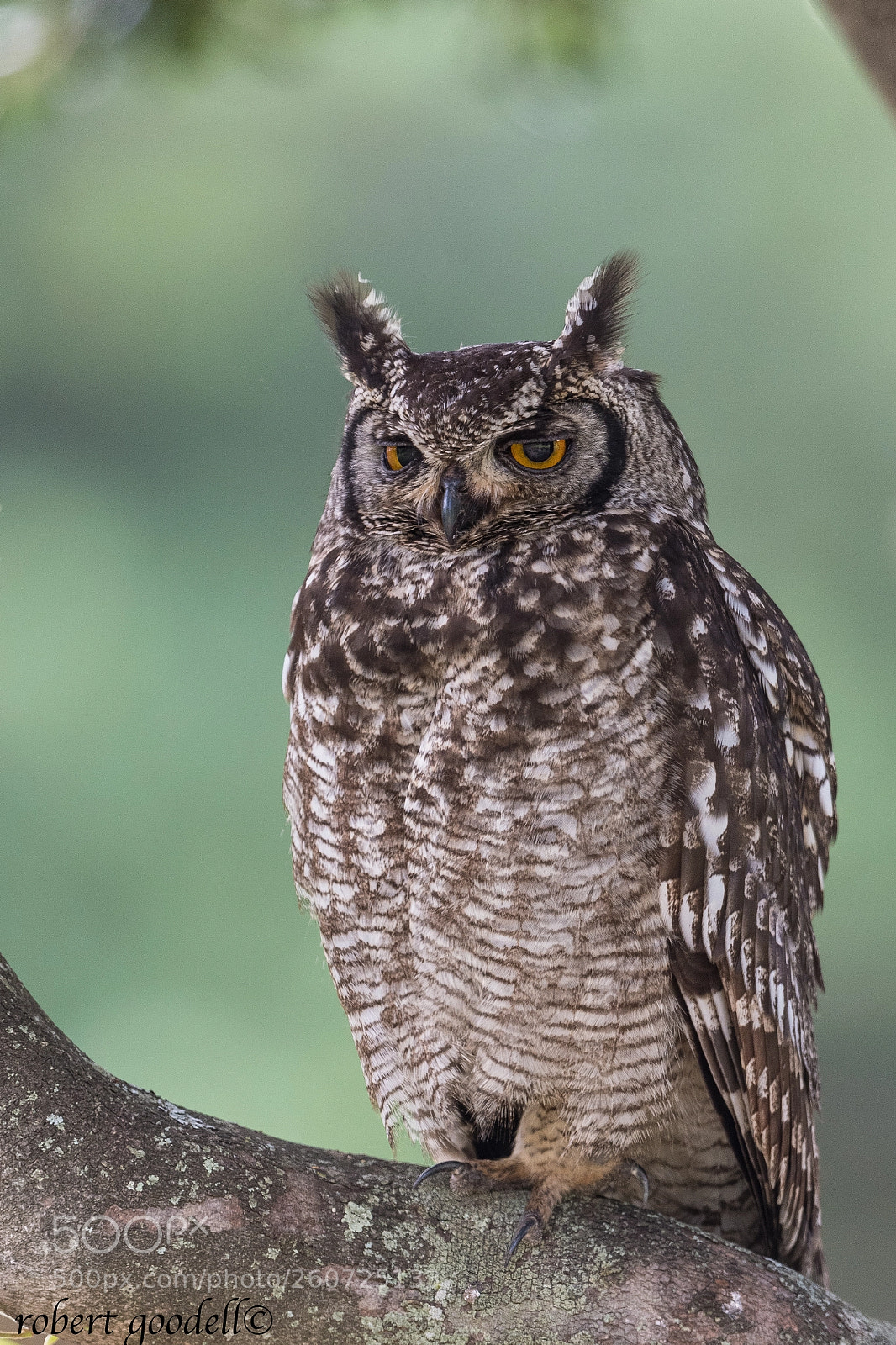 Nikon D500 sample photo. Spotted eagle owl photography