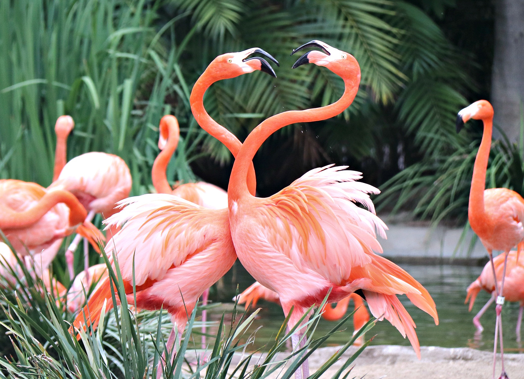 Canon EF-S 18-200mm F3.5-5.6 IS sample photo. Flamingos fighting photography