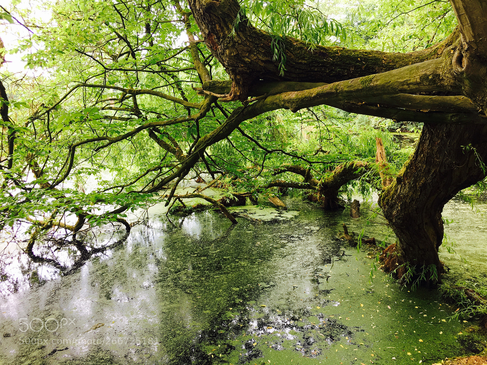 Apple iPhone 6s sample photo. Pond in green photography