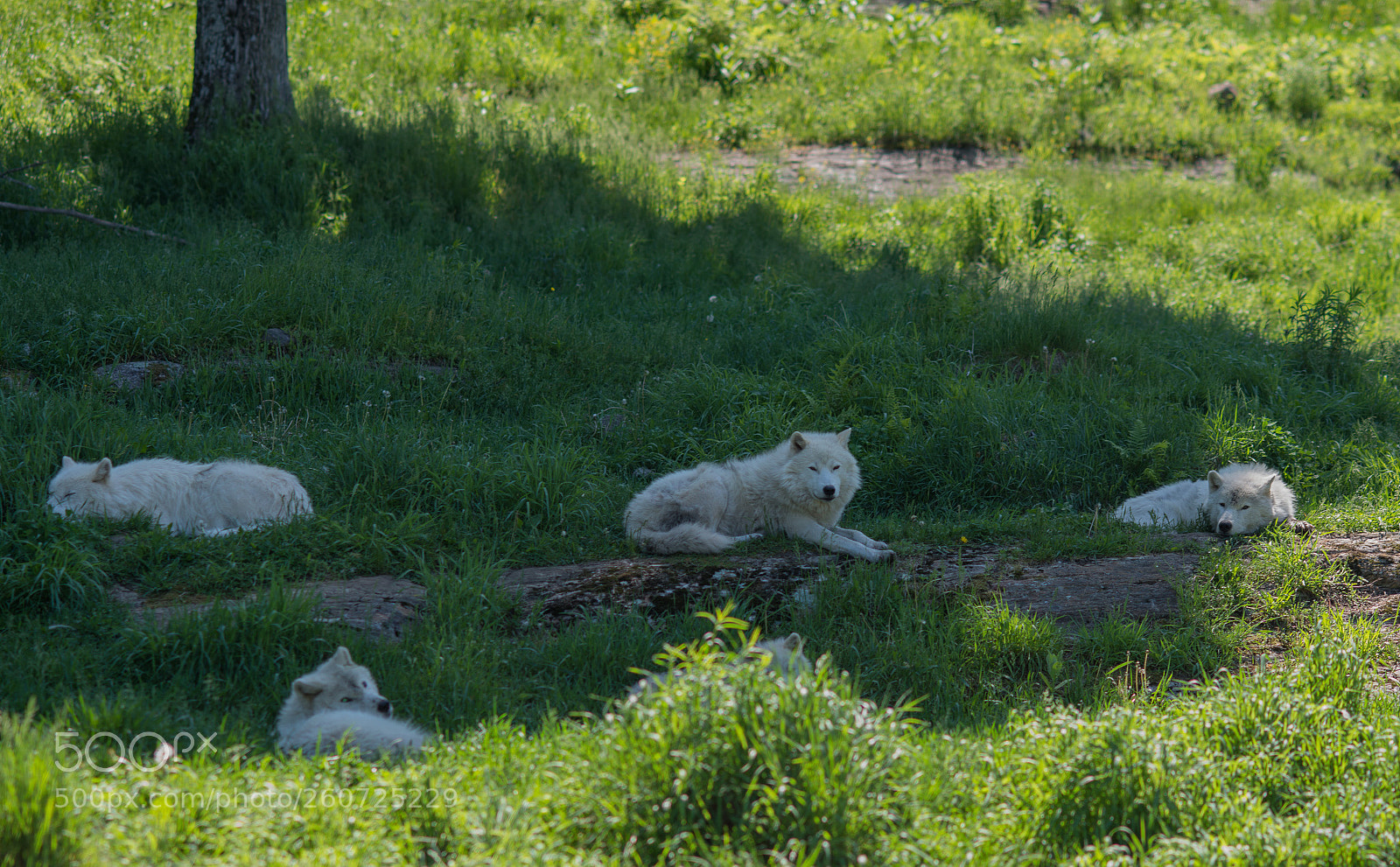 Nikon D800 sample photo. Pack of arctic wolves-resting photography