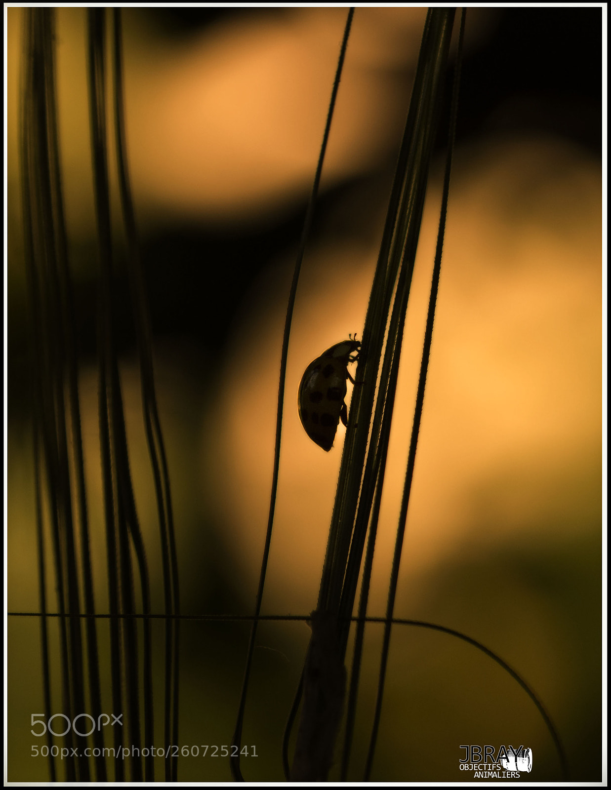 Nikon D7200 sample photo. Atmosphere for this ladybird photography