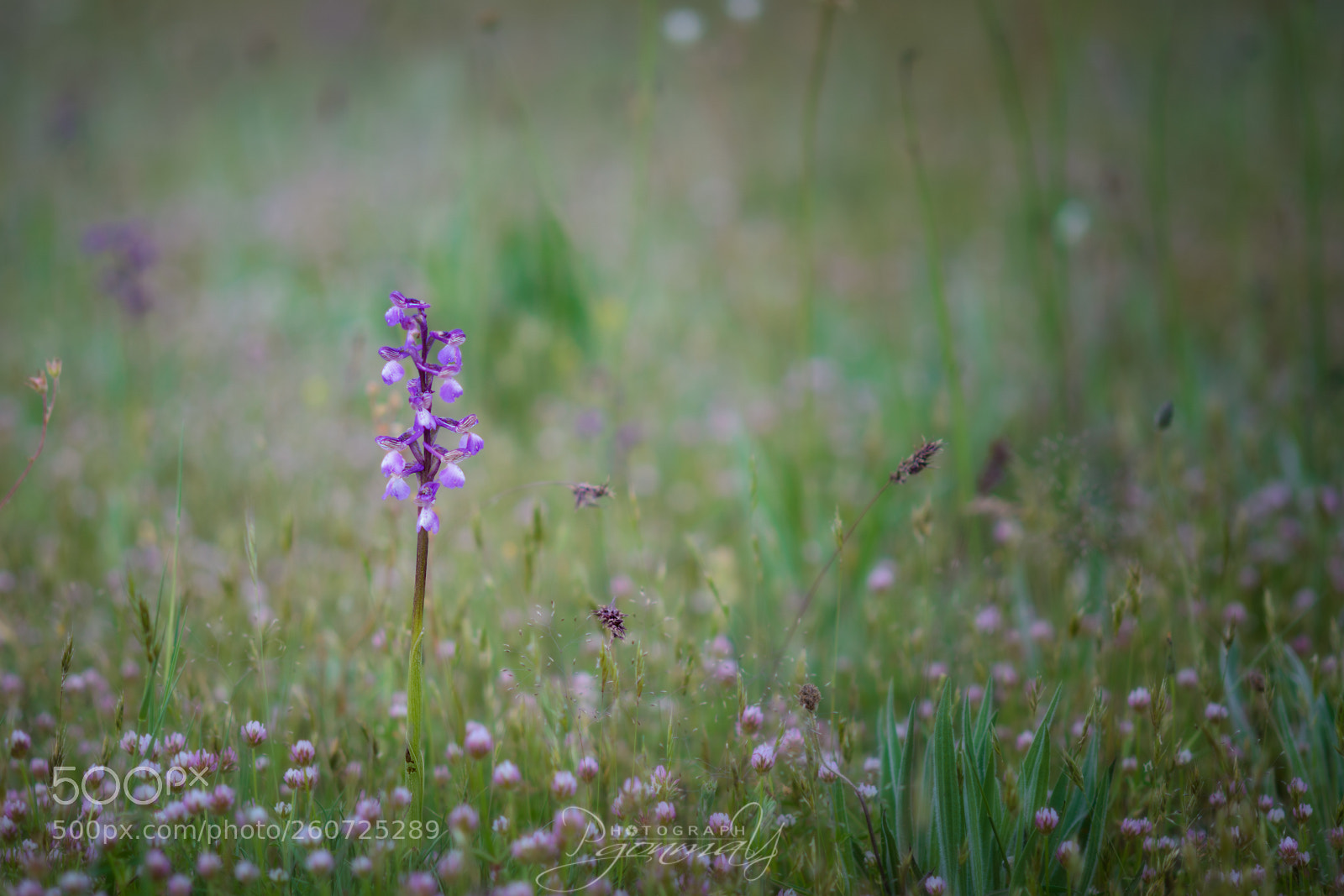 Nikon D7000 sample photo. Orchid fantasy photography
