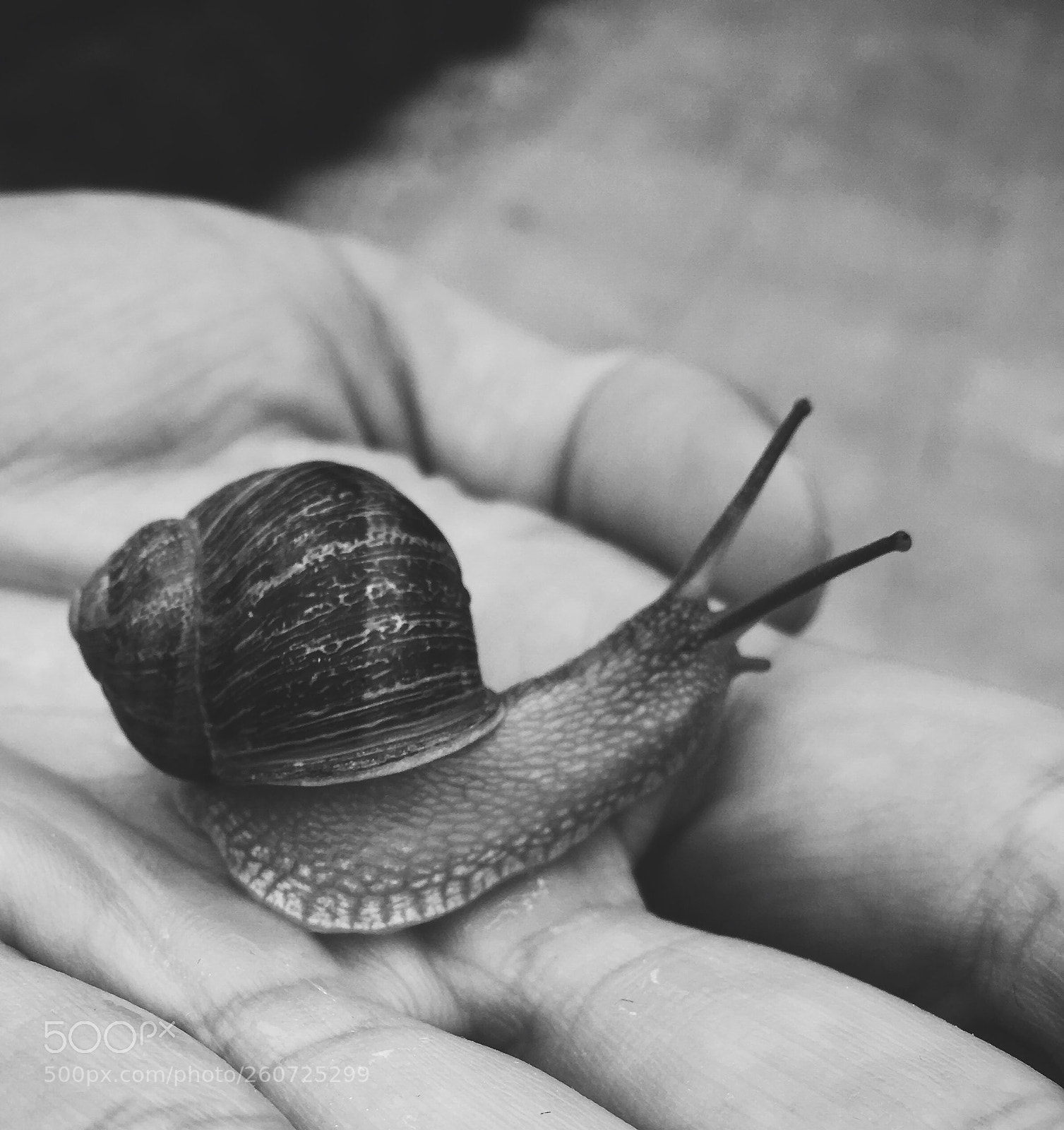 Apple iPhone SE sample photo. Caracol photography
