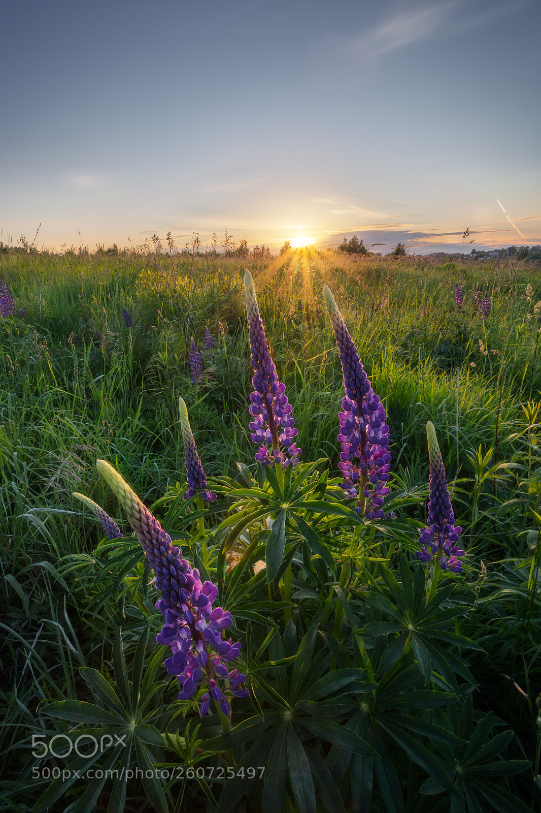 Canon EOS 6D sample photo. Lupins photography