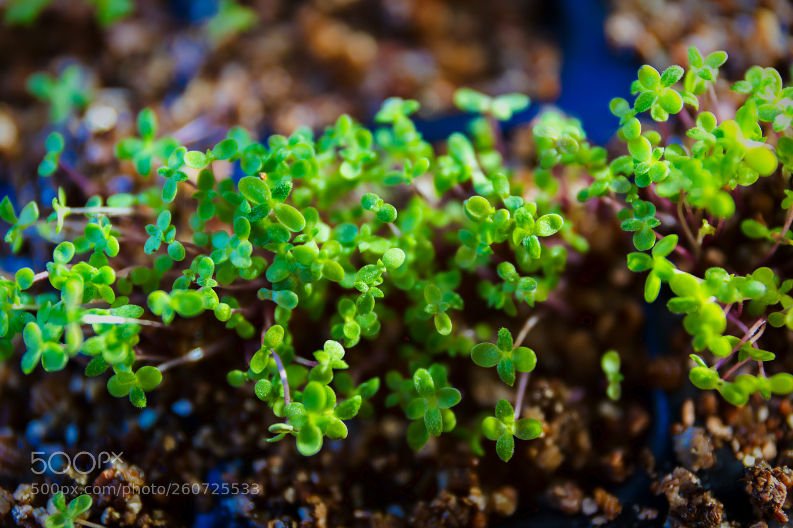 Canon EOS 5D Mark IV sample photo. Small beginnings photography