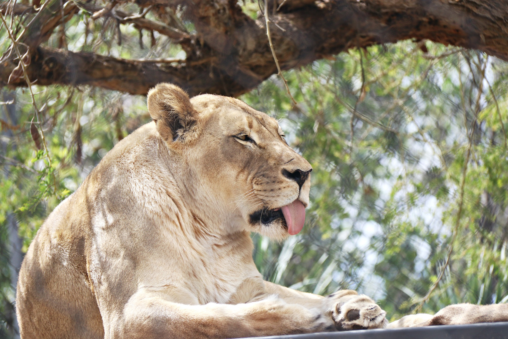 Canon EF-S 18-200mm F3.5-5.6 IS sample photo. Lion photography