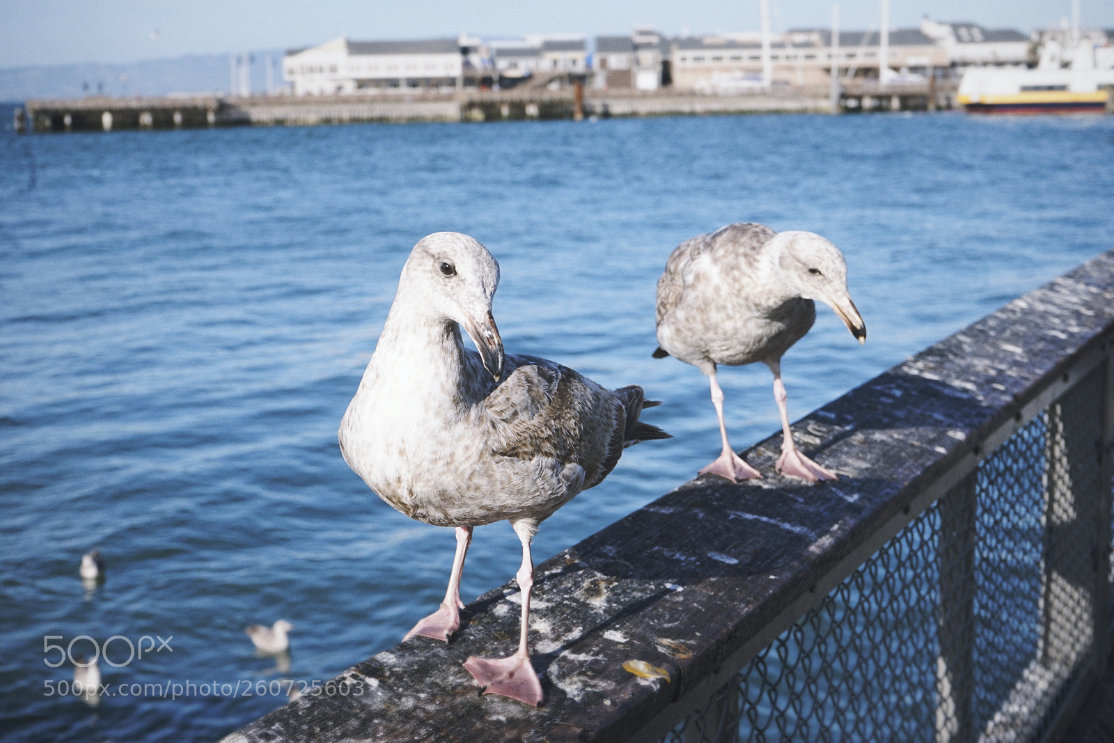 Sony a7 sample photo. 海辺のカモメ photography