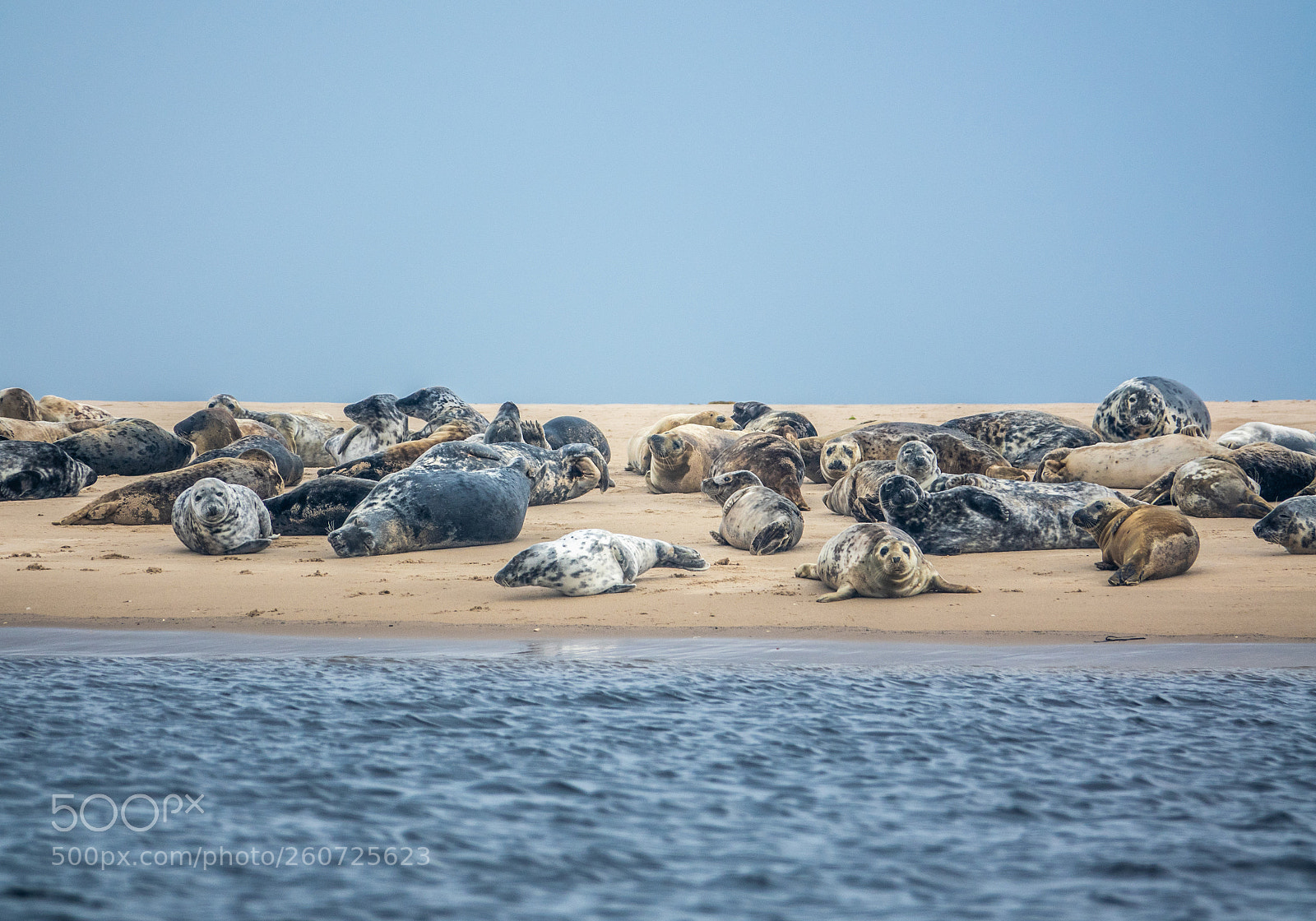 Sony Cyber-shot DSC-RX10 III sample photo. Colony of harbor seals photography