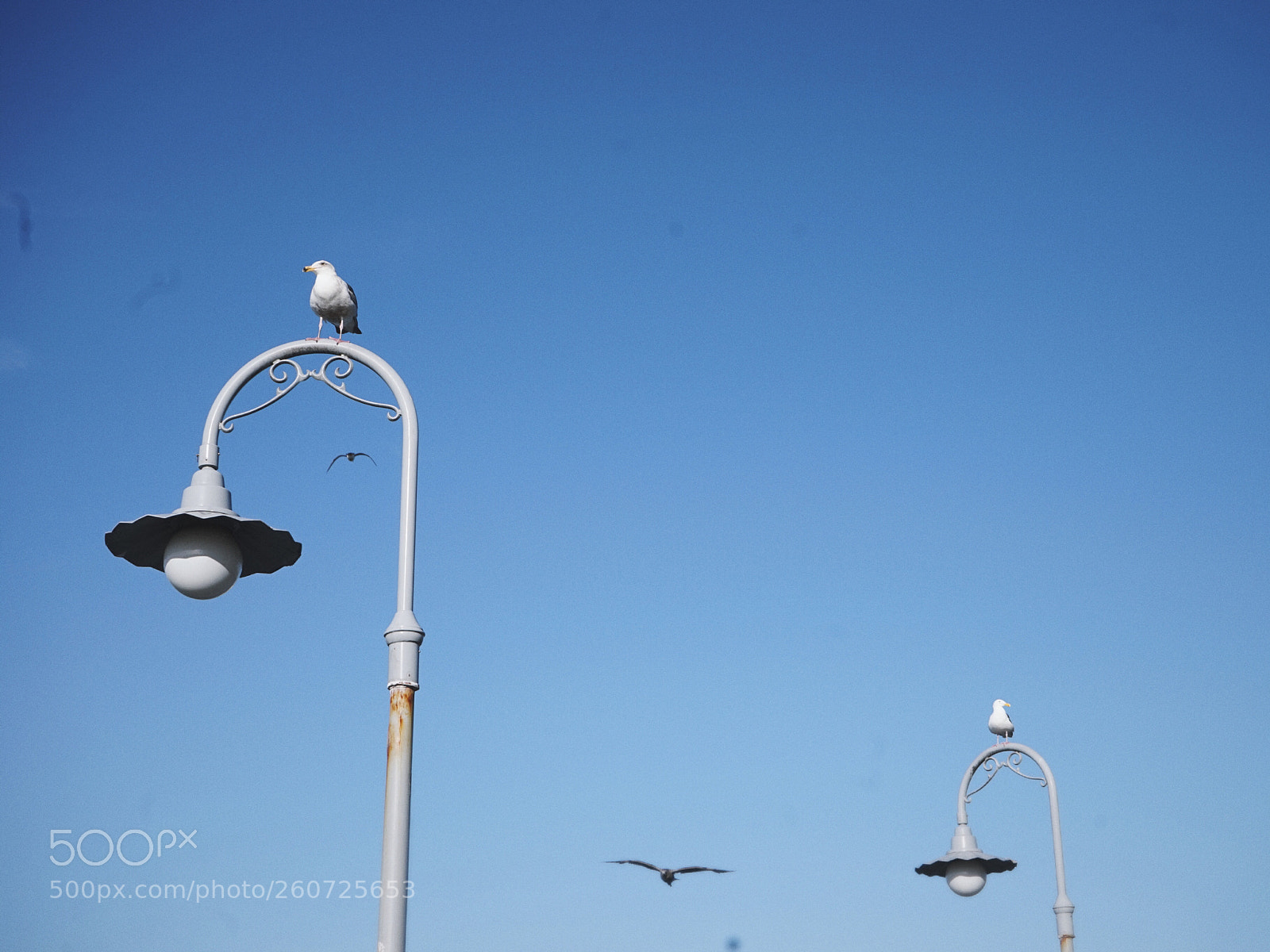Sony a7 sample photo. 海辺のカモメ photography