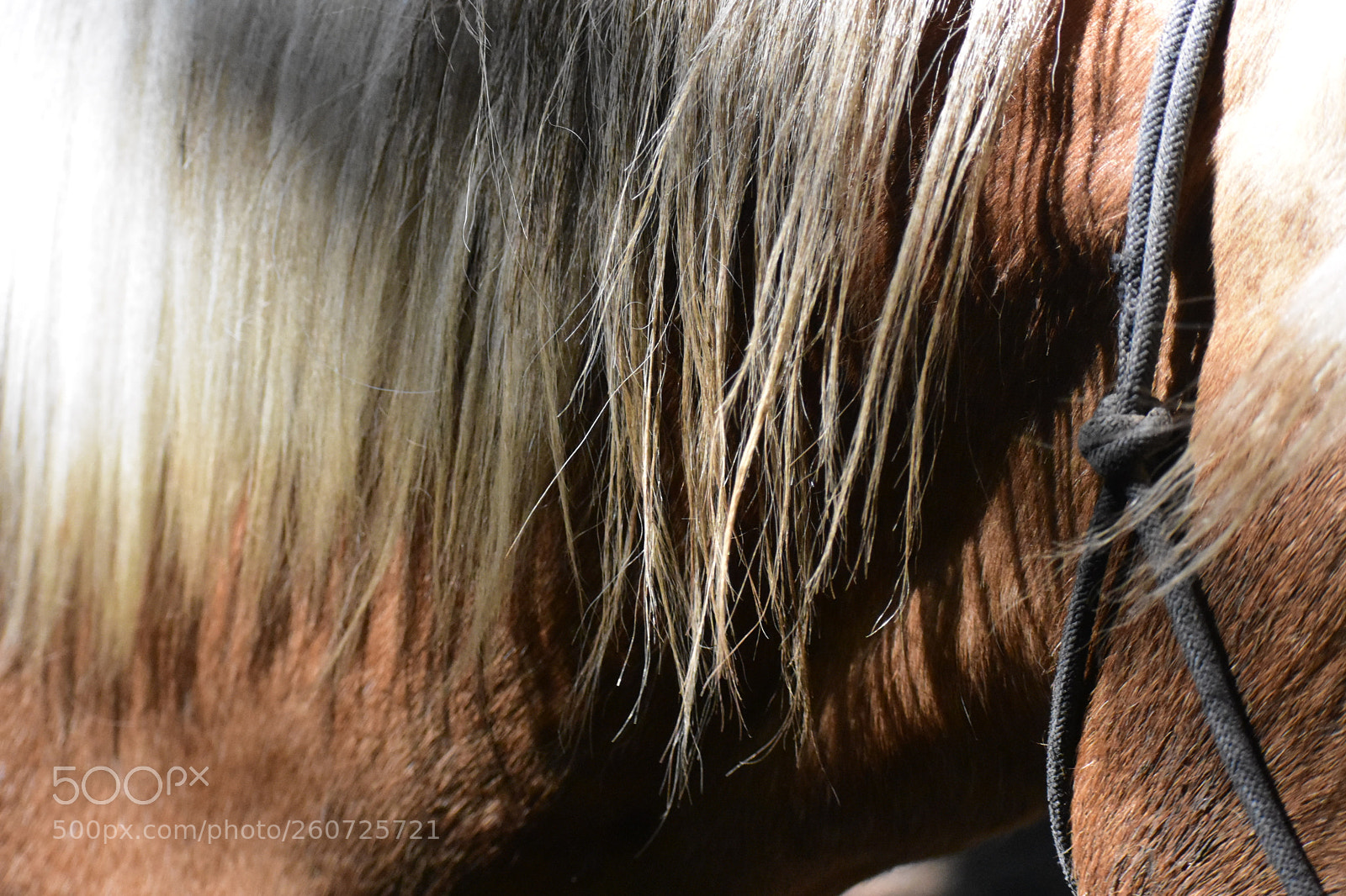 Nikon D3400 sample photo. Hair of the horse photography