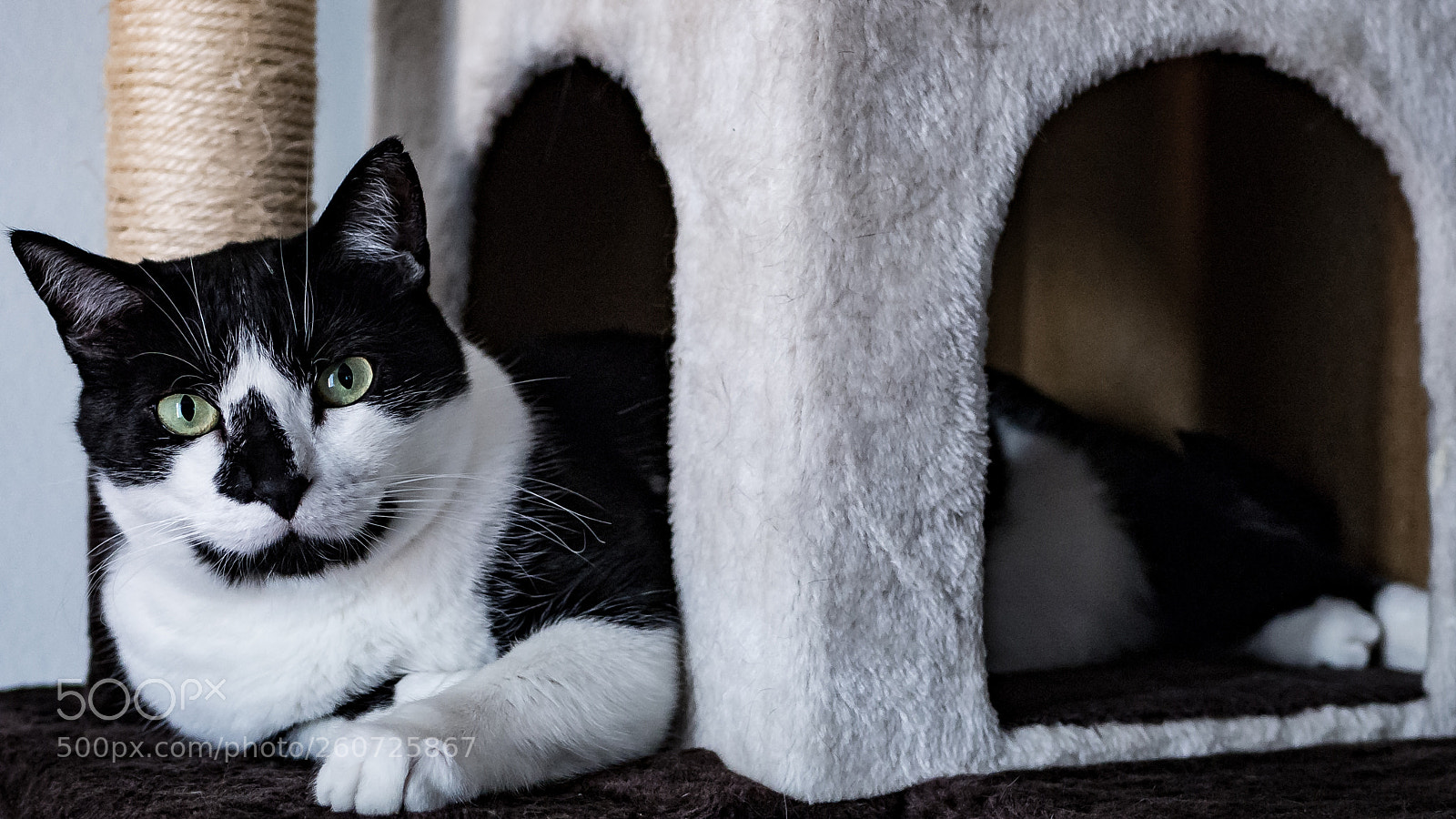Olympus OM-D E-M10 sample photo. Cato photography