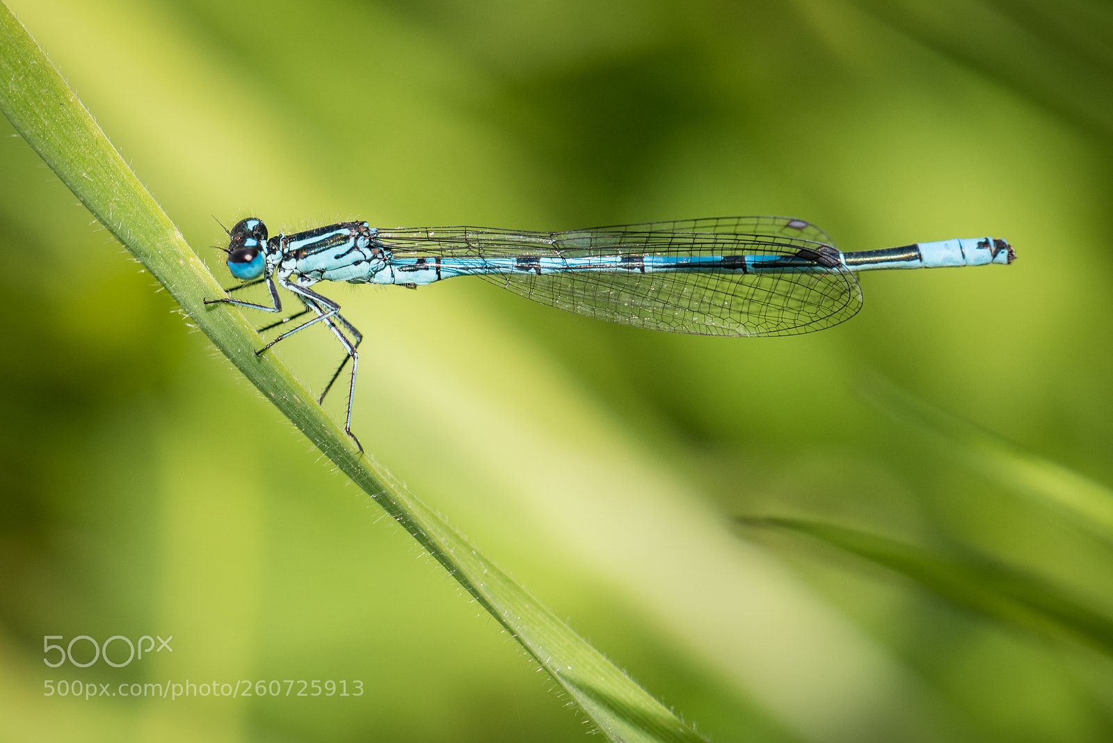 Nikon D750 sample photo. Blue photography