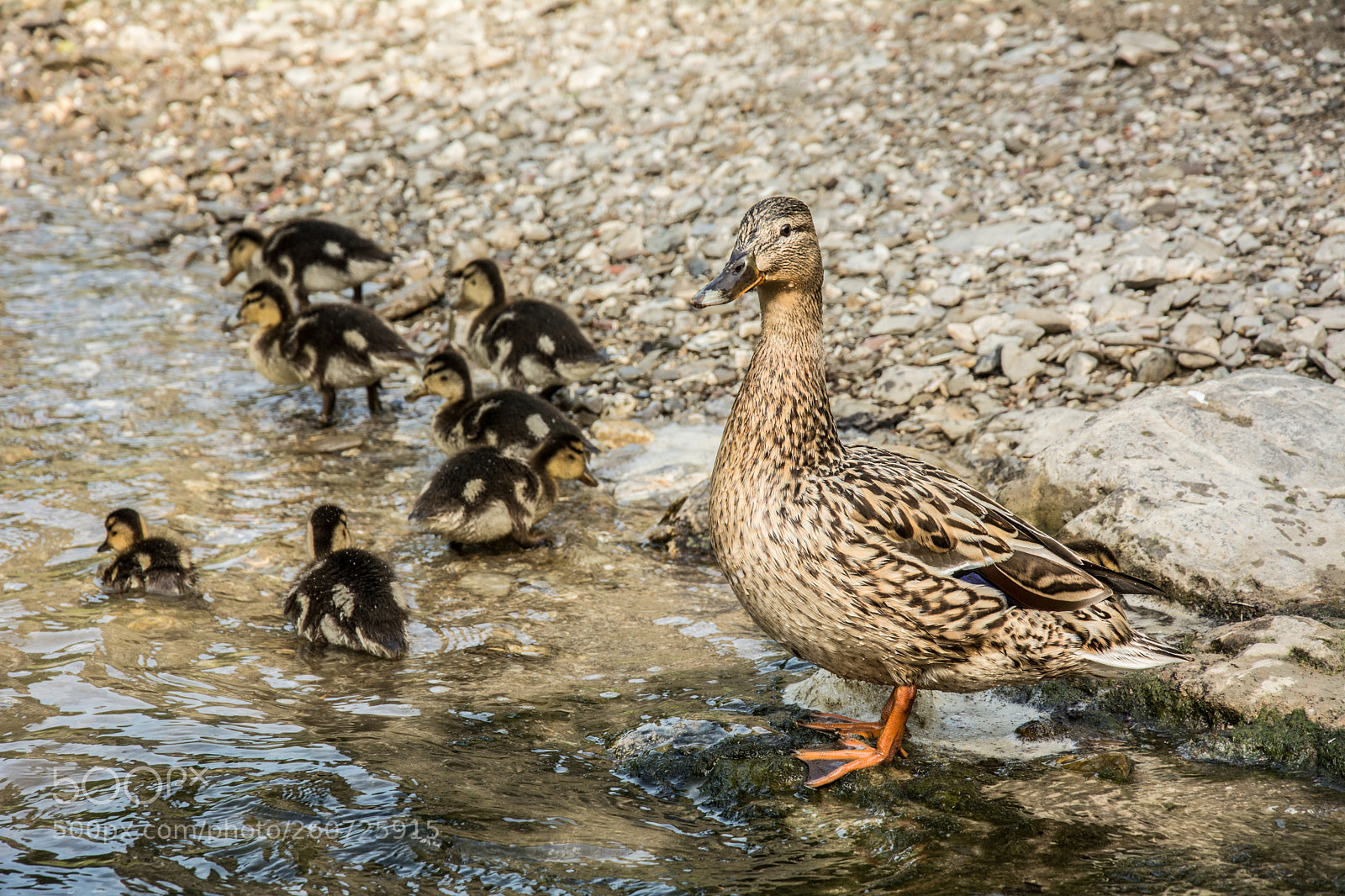Nikon D5200 sample photo. Duck with ducklings photography
