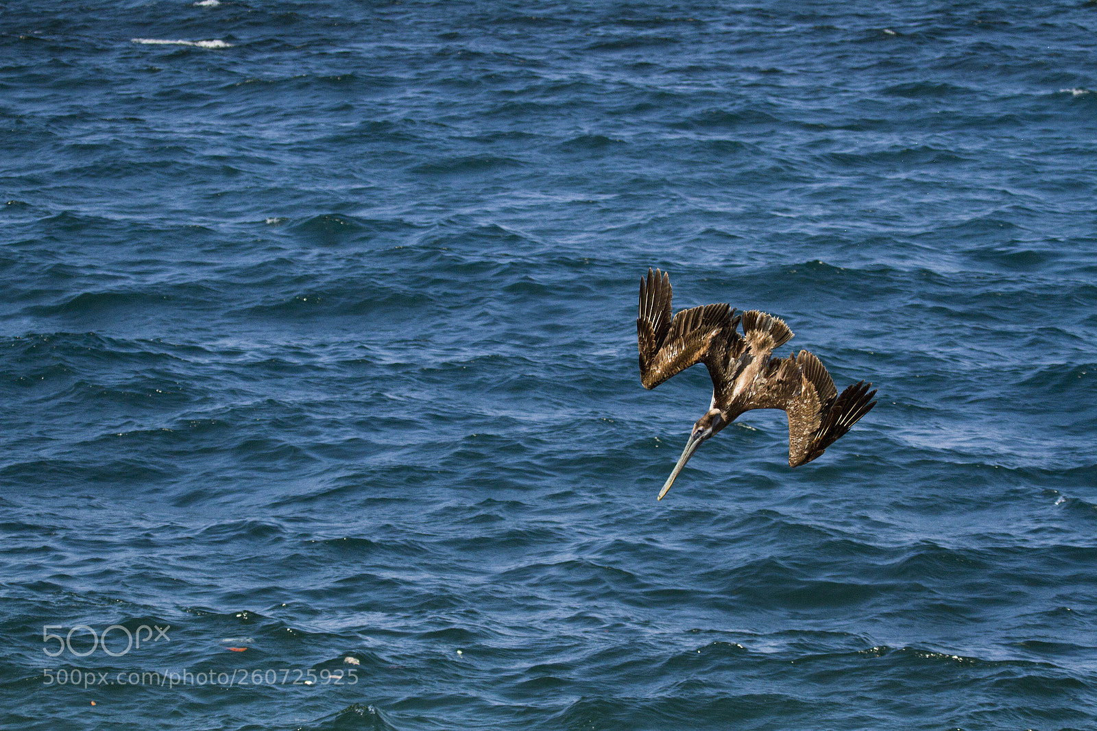 Canon EOS 7D sample photo. Brown pelican photography