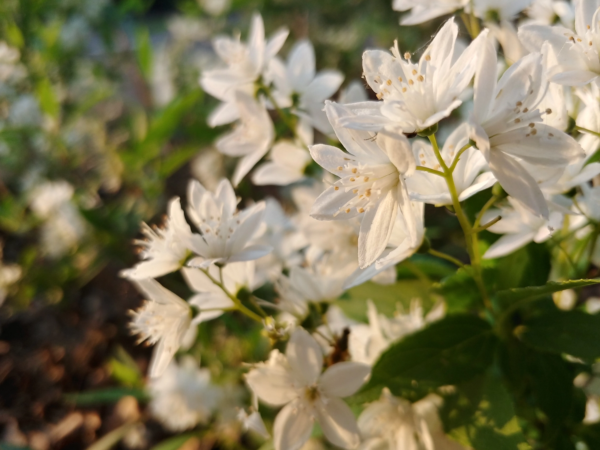 LG V30 sample photo. Beautiful flowers photography