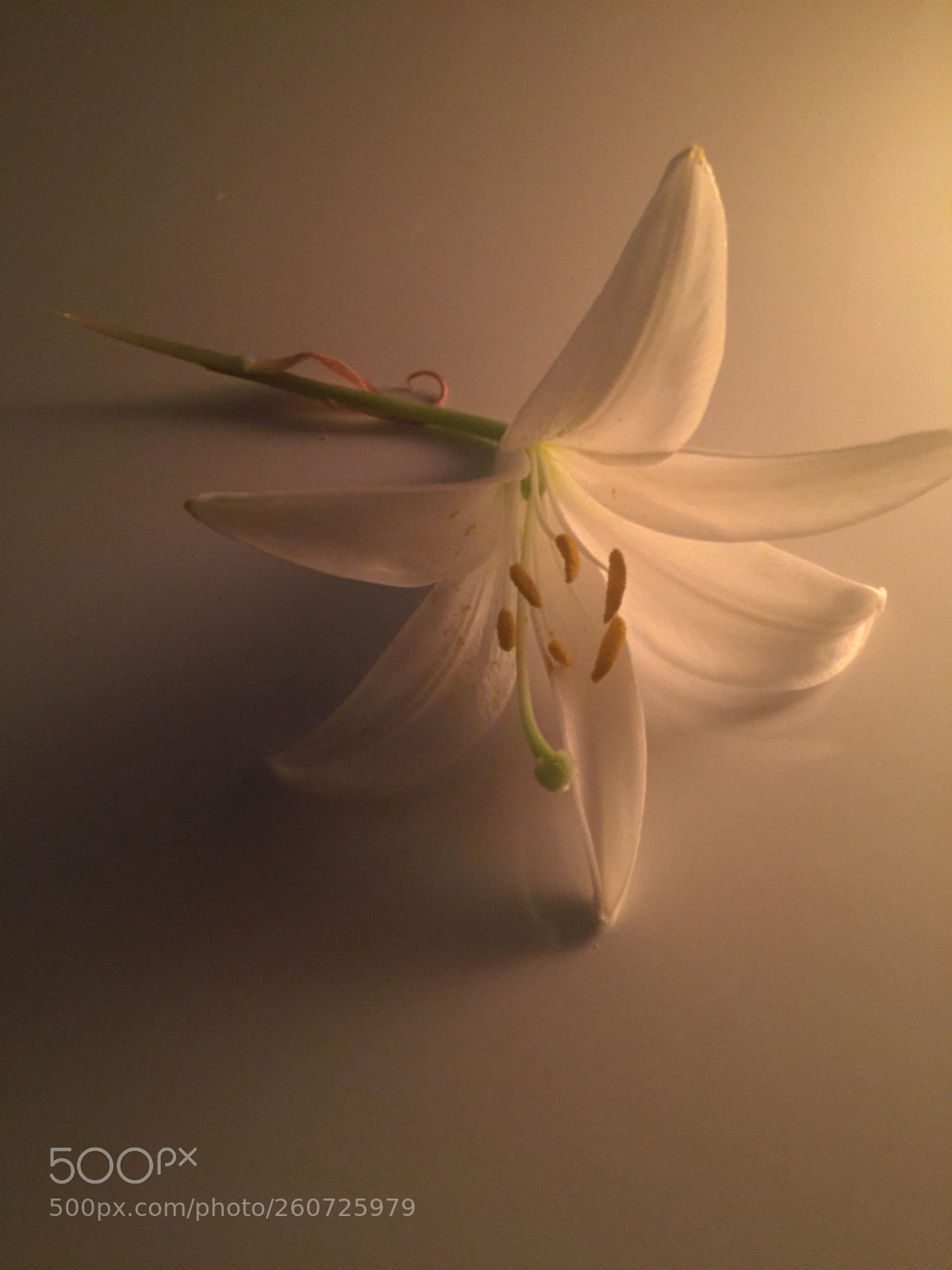 Apple iPhone 6 sample photo. Casablanca flowers photography