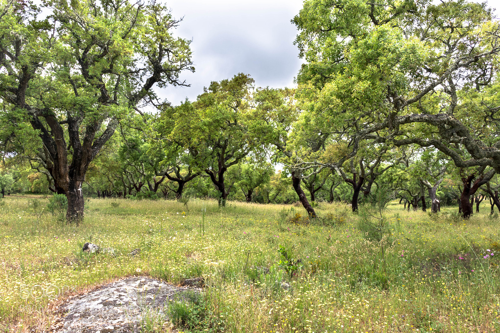 Nikon D7100 sample photo. Cork woodland of the photography