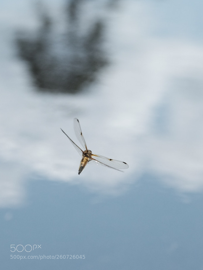 Fujifilm X-T1 sample photo. Hairy dragonfly over water photography