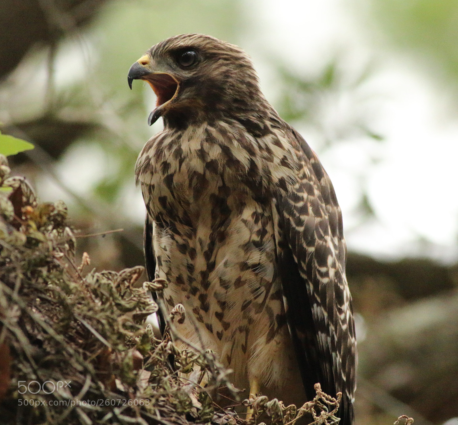 Canon EOS 70D sample photo. Red shouldered hawk photography