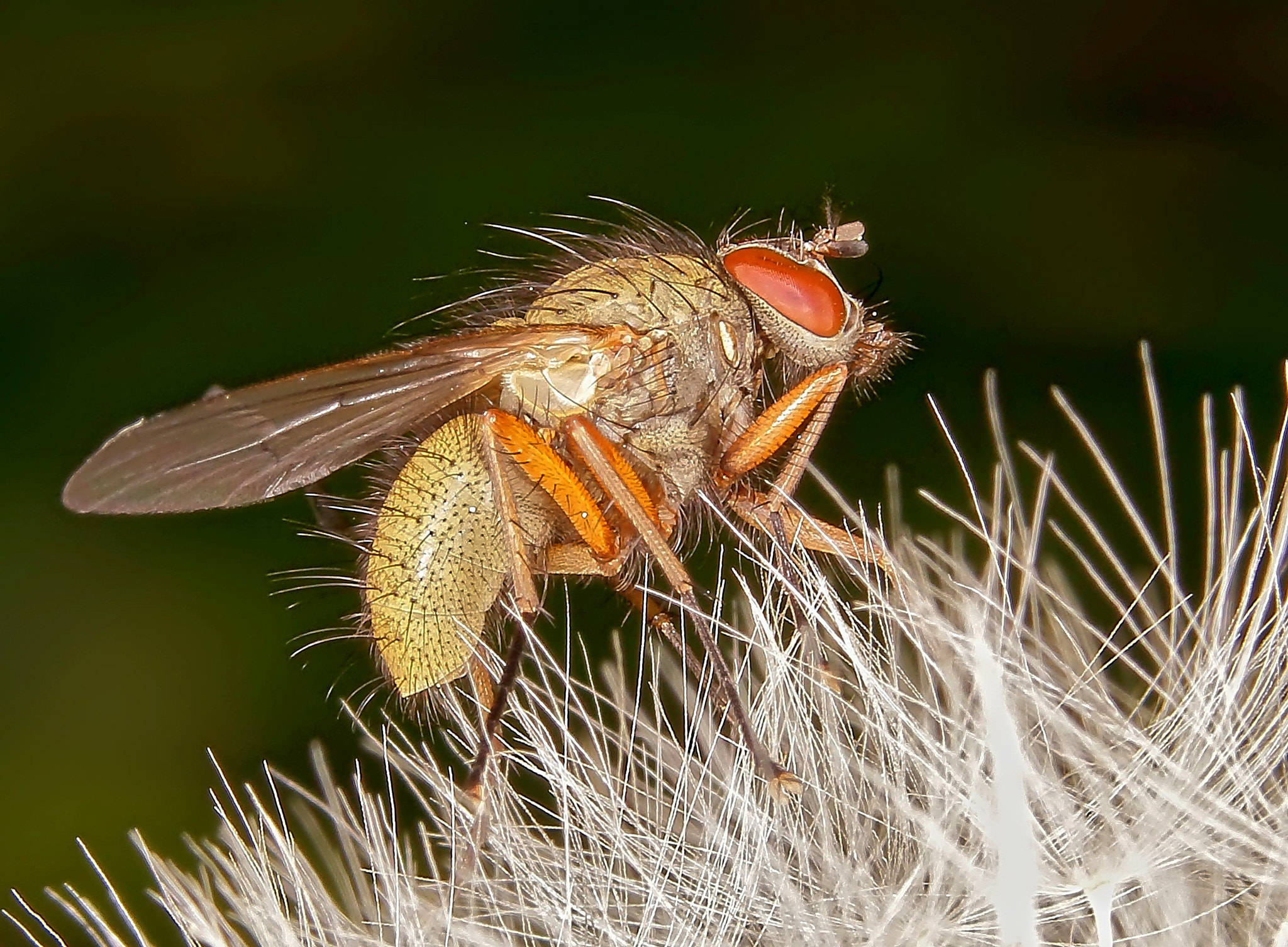 Canon EF 70-300mm F4-5.6 IS USM sample photo. Faulfliege photography