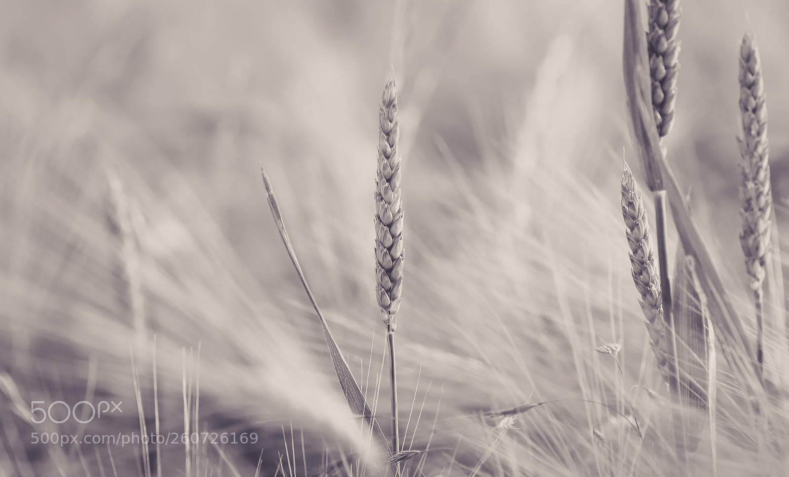 Canon EOS 6D sample photo. Alone photography