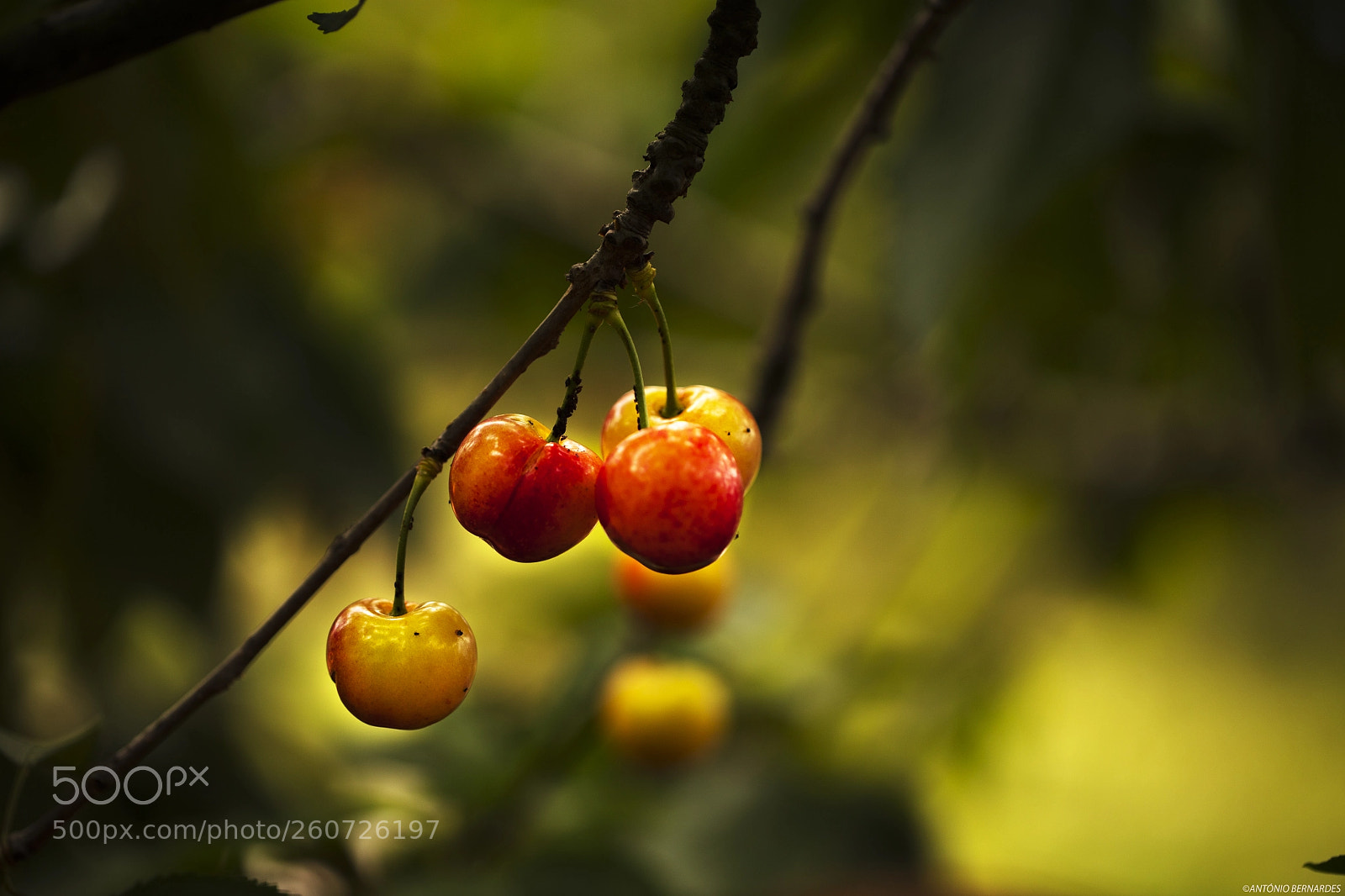 Canon EOS 5DS R sample photo. Cerejas photography