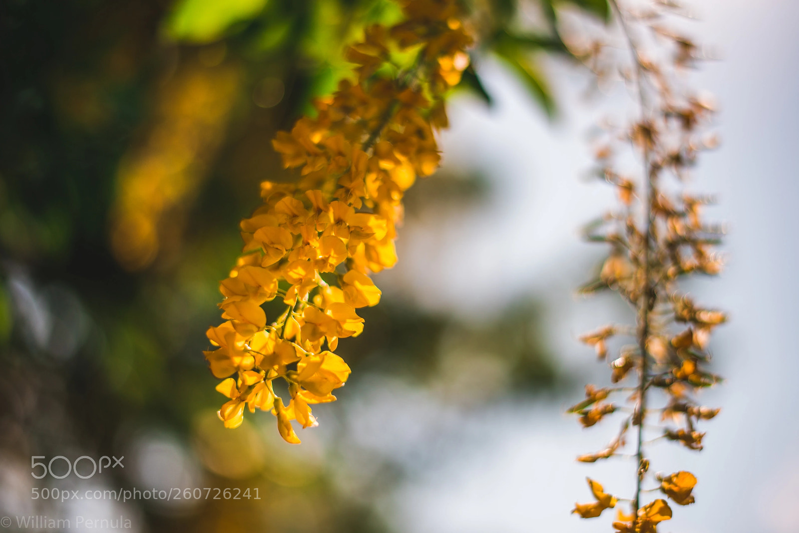 Nikon D800 sample photo. Hot photography