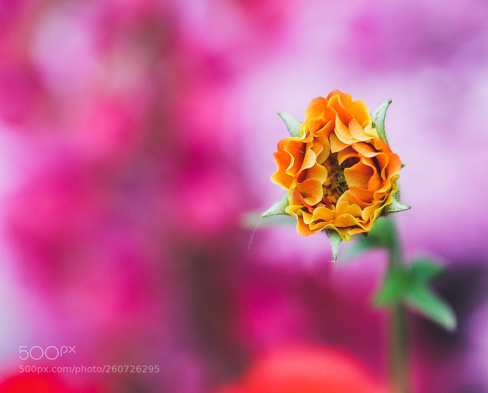 Canon EOS 5D Mark IV sample photo. Bud of colour photography