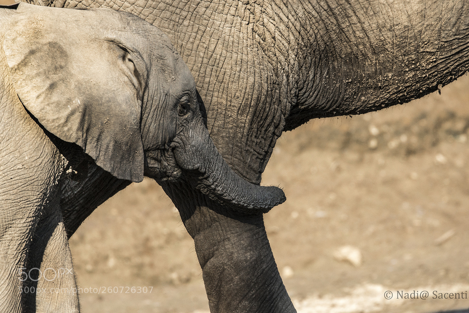 Canon EOS-1D X sample photo. Baby elefant photography
