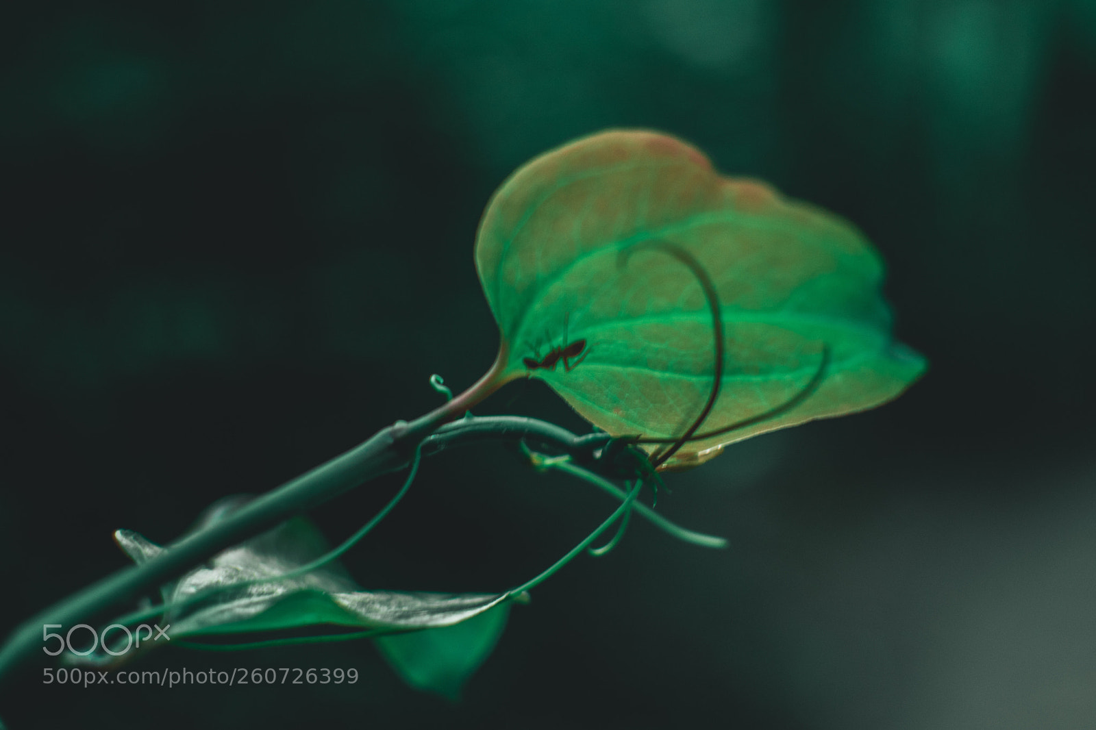 Nikon D3400 sample photo. A bug’s life photography