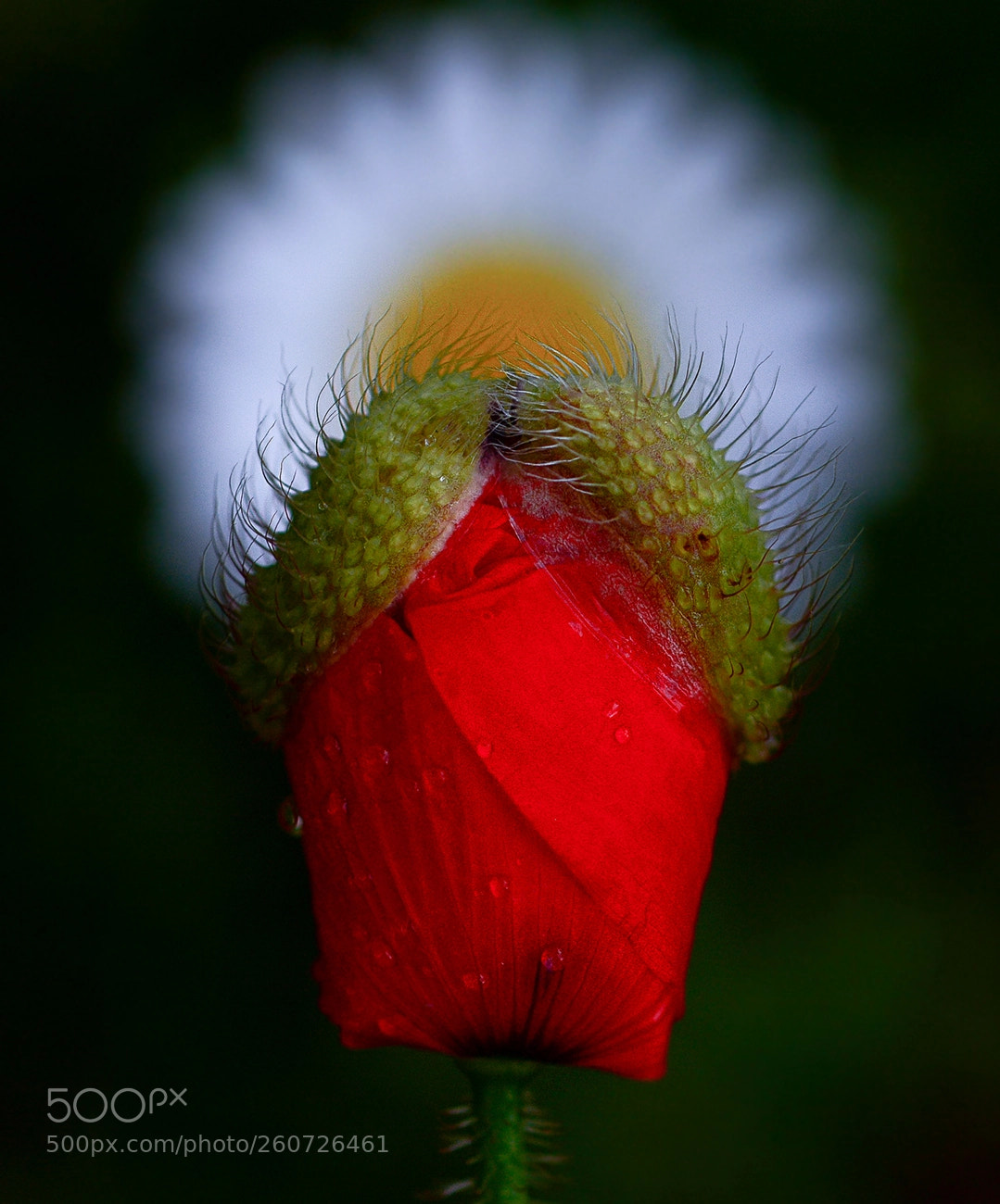 Nikon D7100 sample photo. Gelincik photography